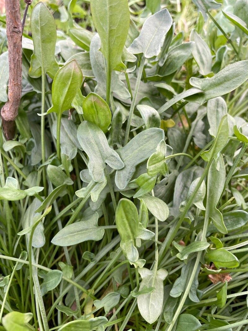 Măcriș iepuresc (Rumex acetosella)
