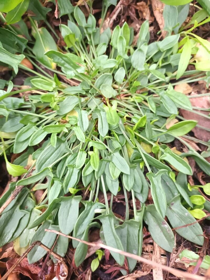 Măcriș iepuresc (Rumex acetosella)
