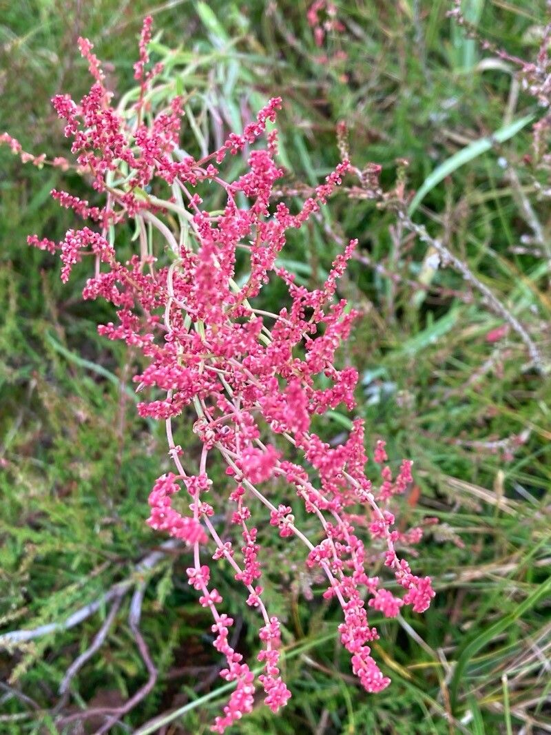 Măcriș iepuresc (Rumex acetosella)