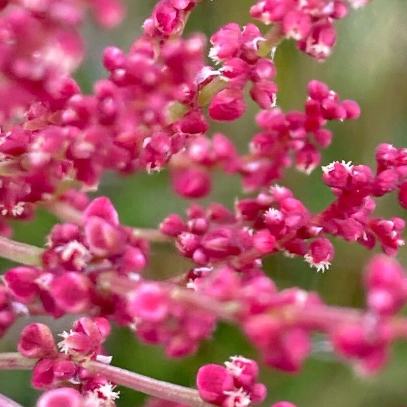 Măcriș iepuresc (Rumex acetosella)