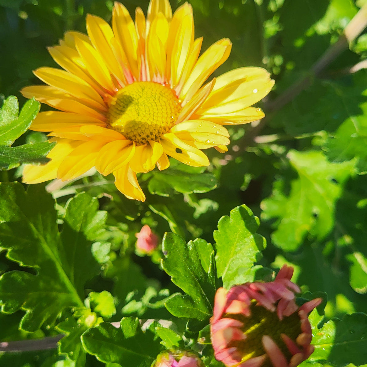Crizamteme multiflore margaretă galben (Chrysanthemum spp.)