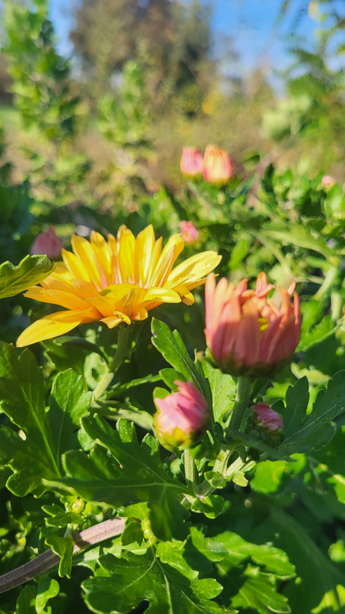 Crizamteme multiflore margaretă galben (Chrysanthemum spp.)