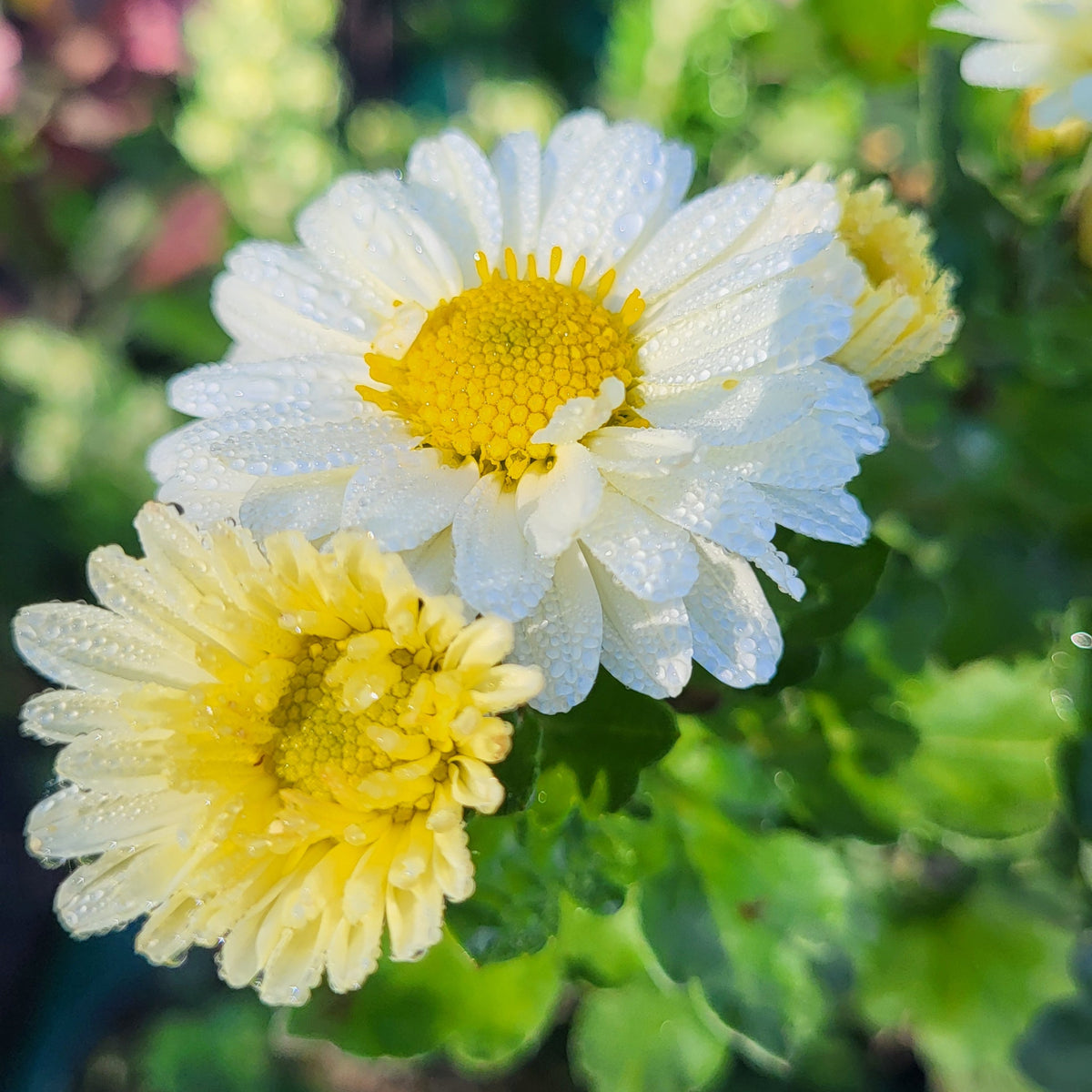 Crizamteme multiflore margaretă alb unturiu (Chrysanthemum spp.)