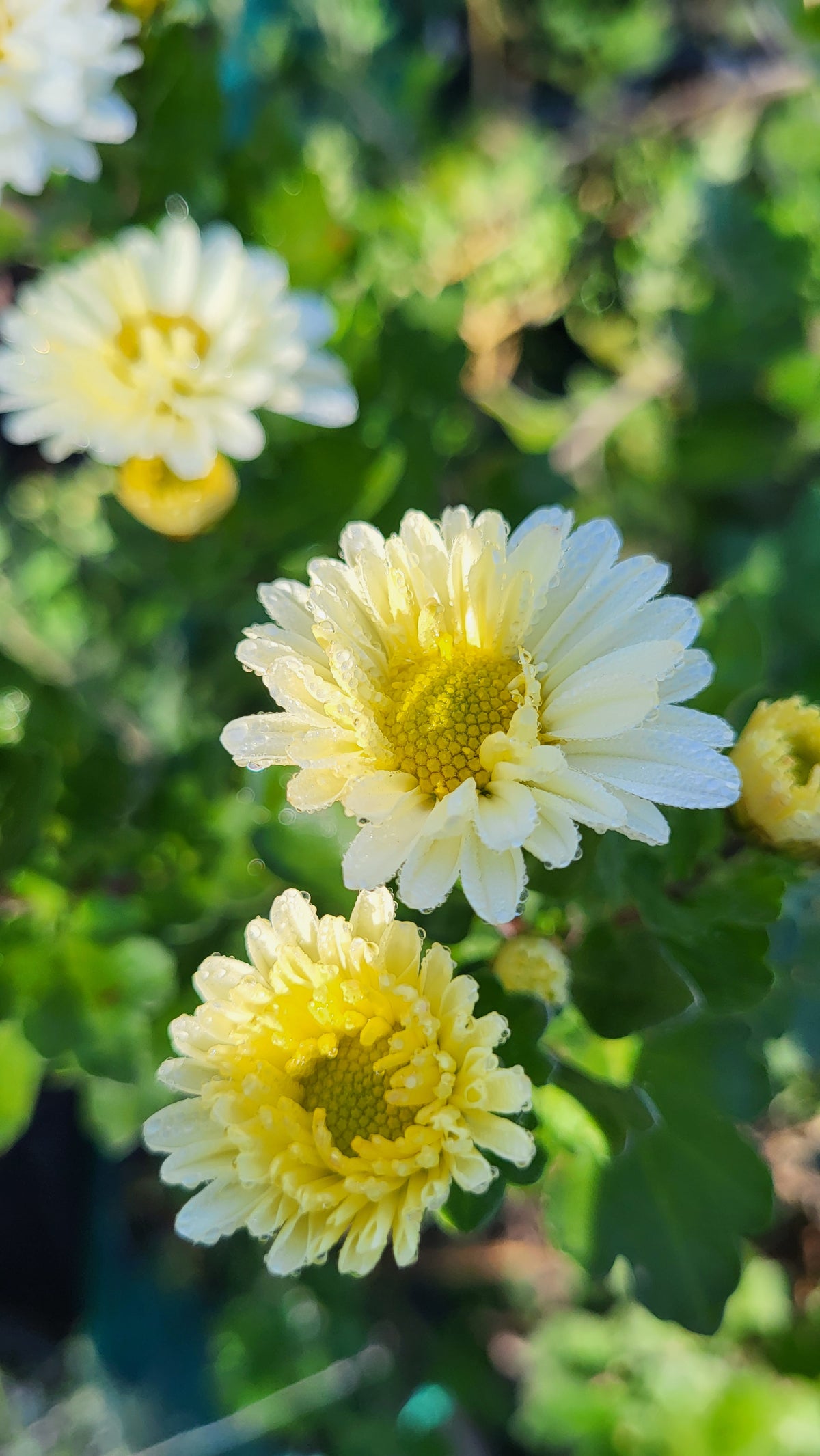 Crizamteme multiflore margaretă alb unturiu (Chrysanthemum spp.)