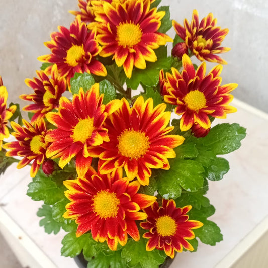 Crizamteme multiflore margaretă bicolor (Chrysanthemum spp.)
