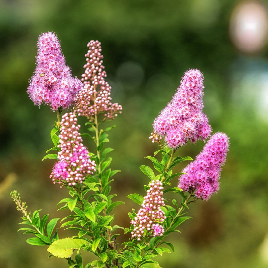 Cununița roz (Spiraea salicifolia)