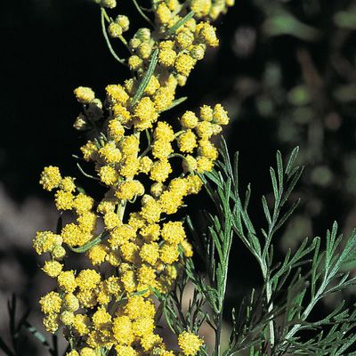 Lemnul Domnului (Artemisia abrotanum)