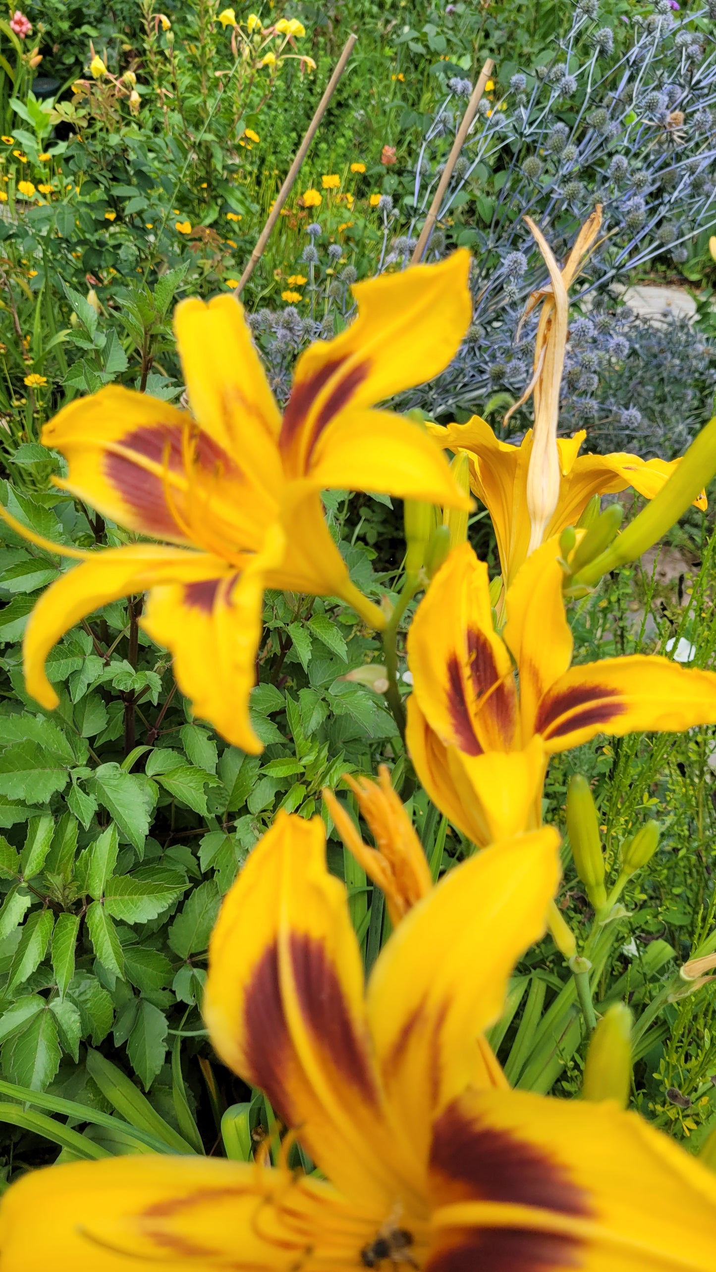 Crini de o zi Bonanza (Hemerocallis)
