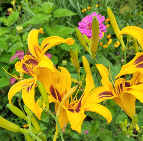 Crini de o zi Bonanza (Hemerocallis)