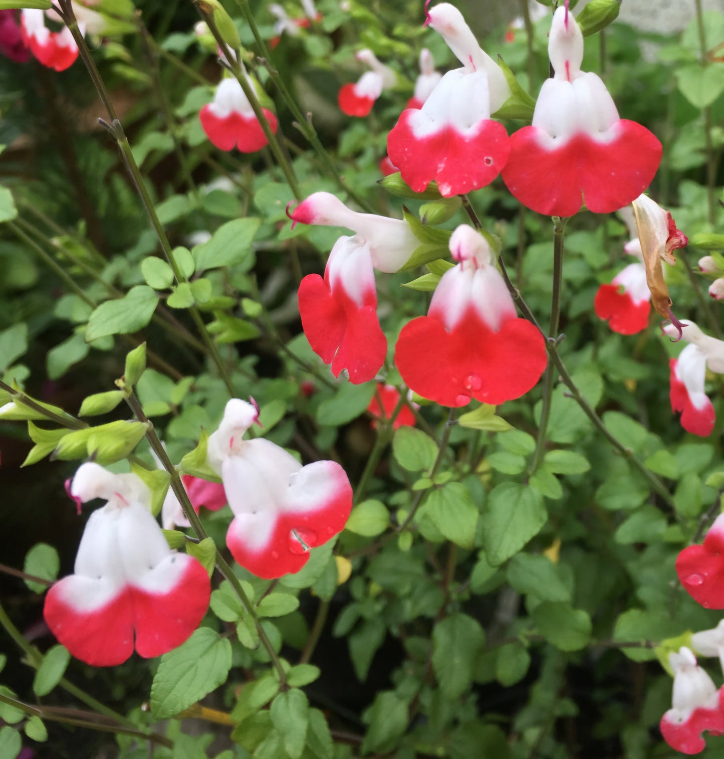 Salvia Duo Lips (Salvia microphylla)