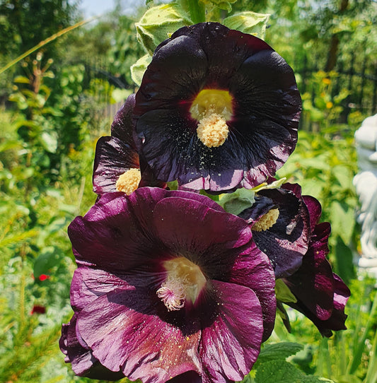 Nalbă de grădină neagră (Alcea rosea 'Nigra')