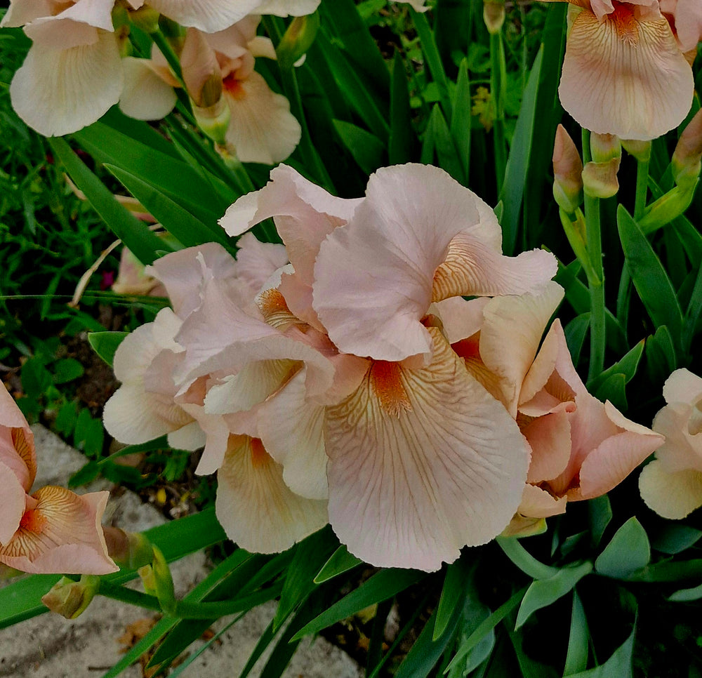 Iris roz somon / Stânjenel (Iris germanica)