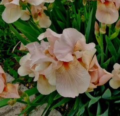 Iris MIX (pachet de 3 culori) / Stânjenel (Iris germanica)