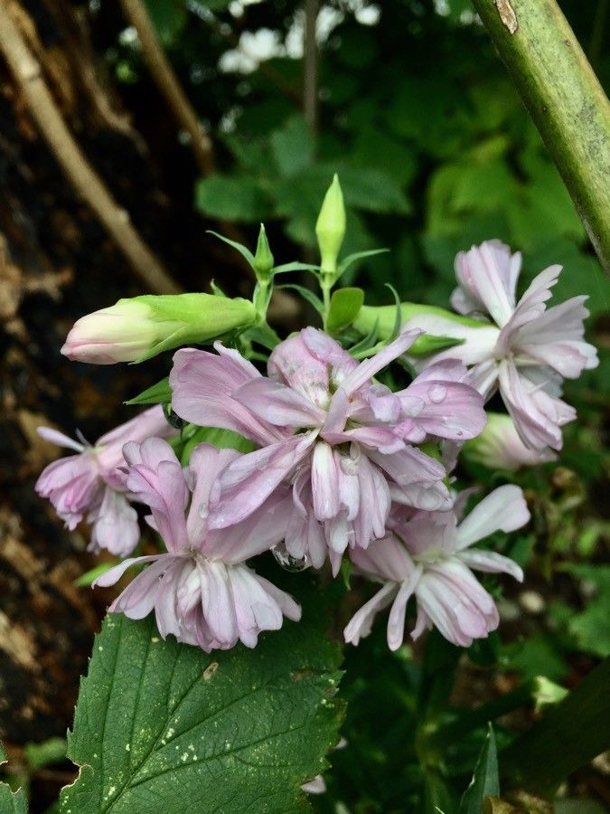 Săpunăriță (Saponaria officinalis)