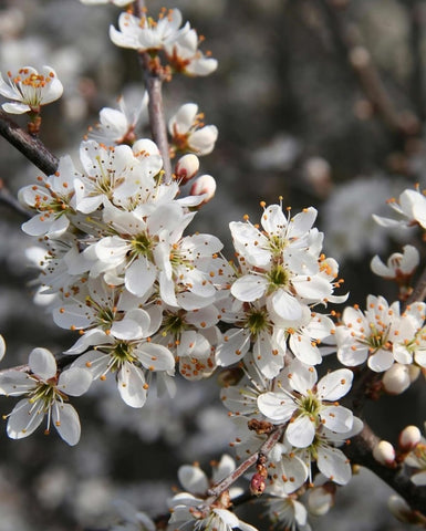Porumbar blackthorn (Prunus x fruticans)