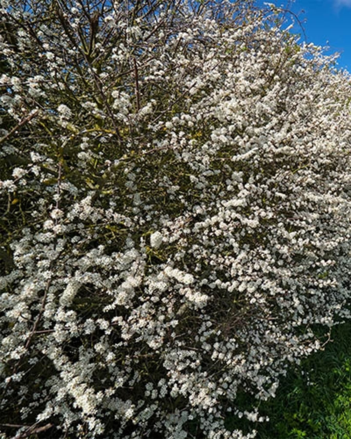 Porumbar (Prunus spinosa)