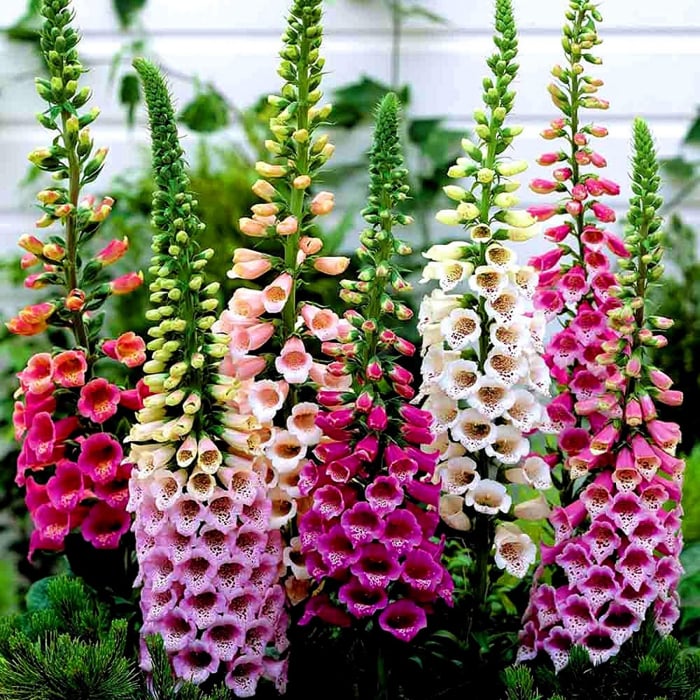 Degetar mix (Digitalis purpurea)