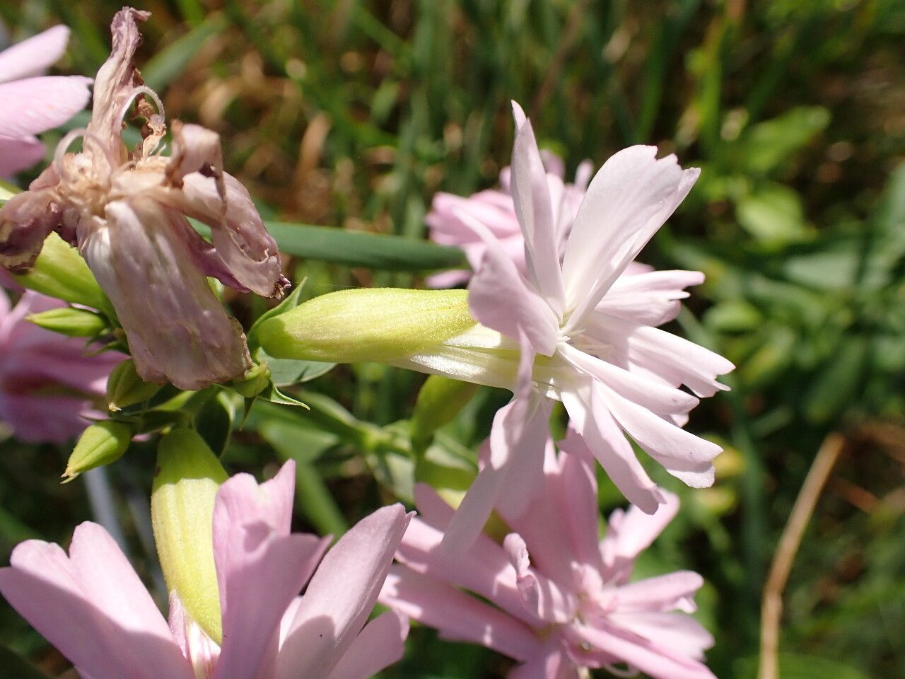 Săpunăriță (Saponaria officinalis)