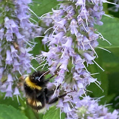 Mentă mexicană (Agastache foeniculum) (mix de culori alb/lilac)