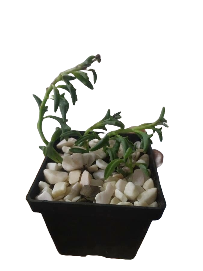 Șirag de delfini / mărgele (Senecio peregrinus)