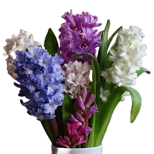 Zambile în ghiveci (Hyacinthus orientalis)