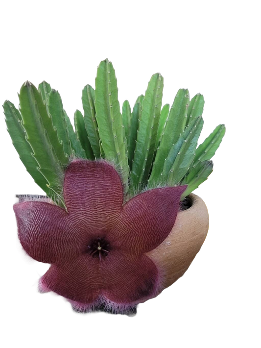 Steaua șerifului cu flori mari roșii (Stapelia grandiflora)