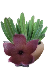 Steaua șerifului cu flori mari roșii (Stapelia grandiflora)