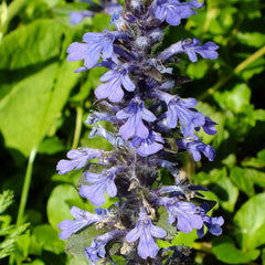 Vinețica (Ajuga reptans)