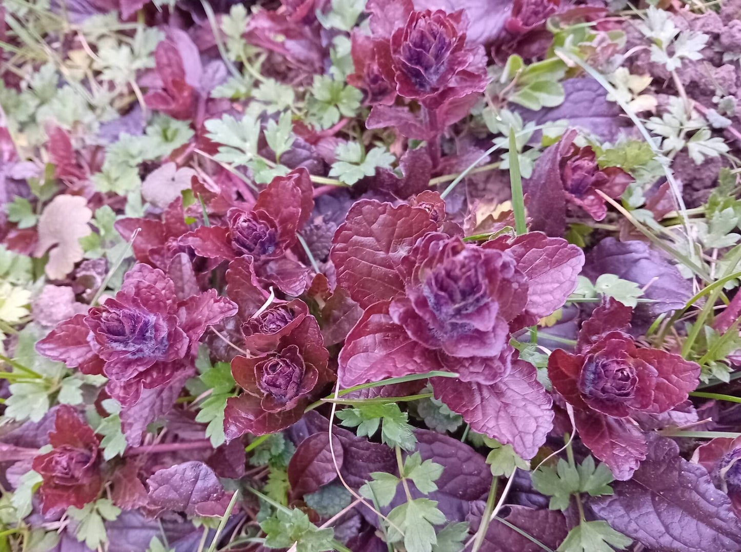 Vinețica (Ajuga reptans)