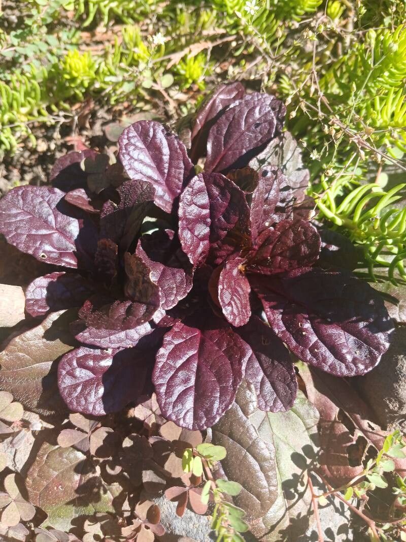 Vinețica (Ajuga reptans)