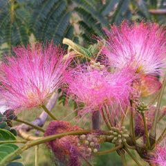 Arborele de mătase Chocolate (Albizia julibrissin) (DISPONIBIL în vara 2026)