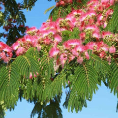 Arborele de mătase (Albizia julibrissin)