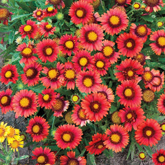 Roata de foc ”Arizona Red”(Gaillardia aristata)