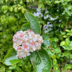 Aronia (‎Aronia melanocarpa)