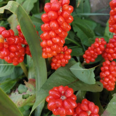 Rodul pământului (Arum italicum)