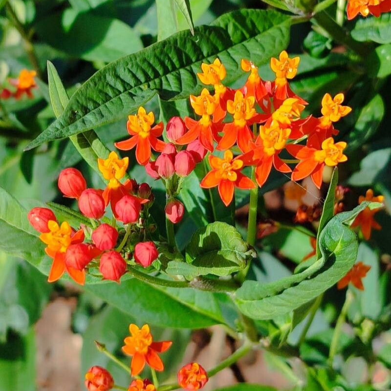 Leandrul de Muntenegru (Asclepias curassavica)