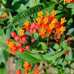 Leandrul de Muntenegru (Asclepias curassavica)