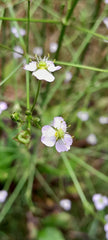 Brâncăriţa (Alisma plantago-aquatica)