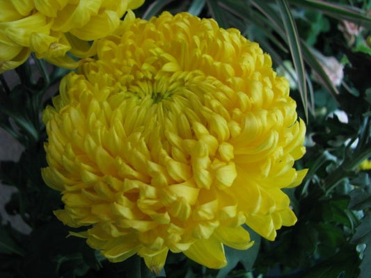 Crizamteme CREMIX GALBEN (Chrysanthemum spp.)