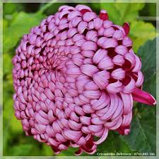 Crizamteme CREMIX PURPLE (Chrysanthemum spp.)