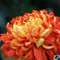 Crizamteme CREMIX ROȘU (Chrysanthemum spp.)