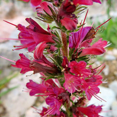 Capul șarpelui (Echium russicum)