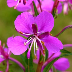 Zburătoarea (Chamerion angustifolium)