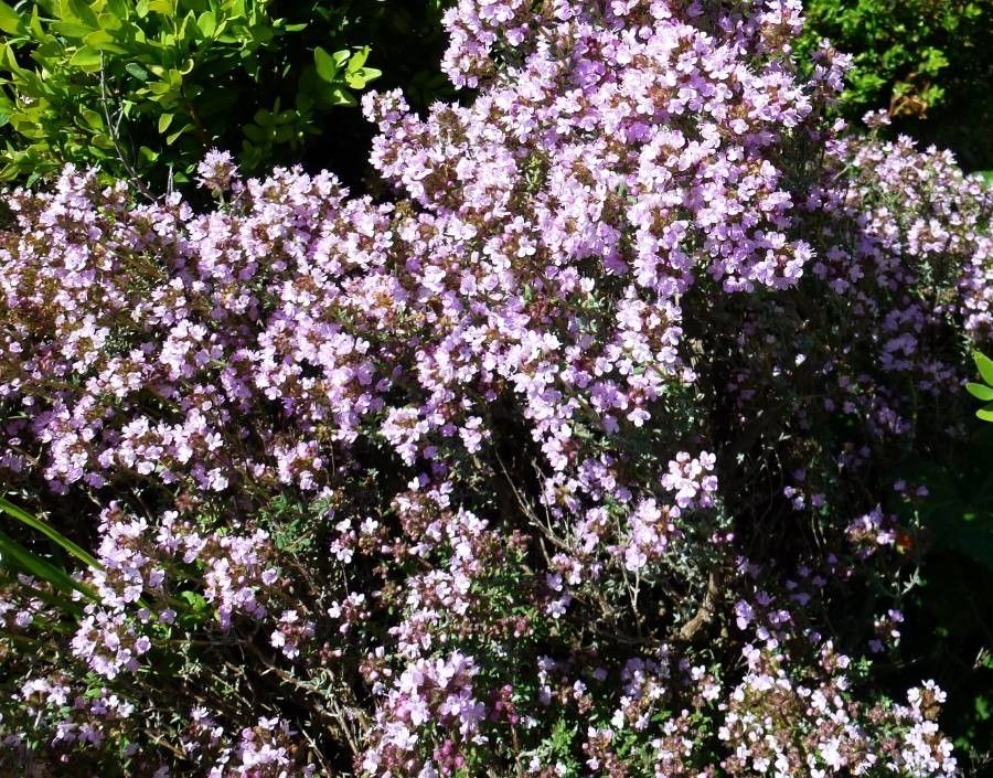 Cimbrișor (Thymus vulgaris)