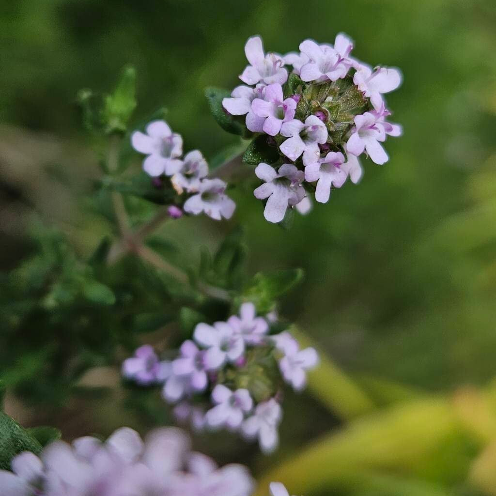 Cimbrișor (Thymus vulgaris)