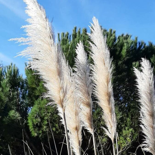 Iarba de Pampas Alba (Cortaderia selloana)