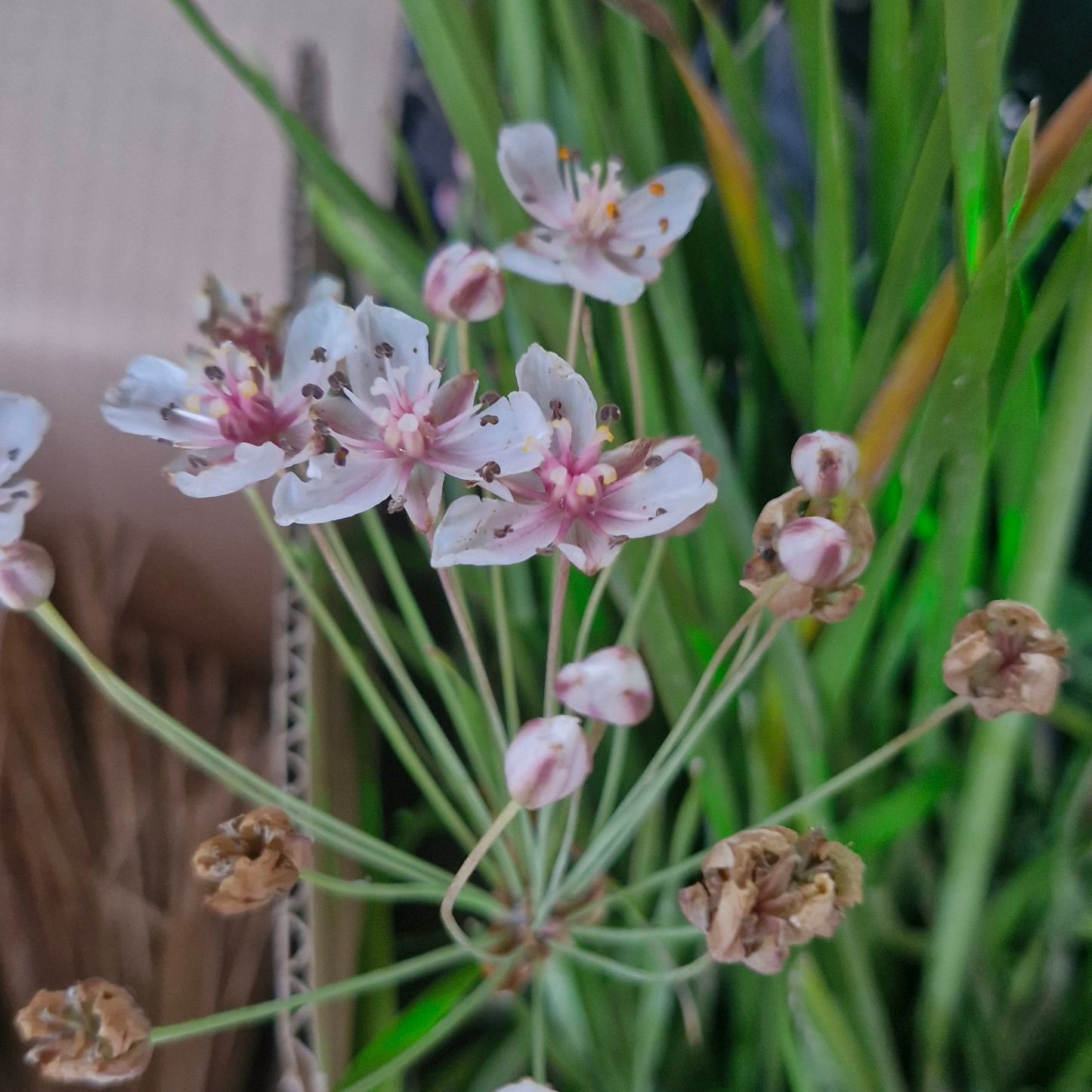 Crinul de baltă (Butomus umbellatus)