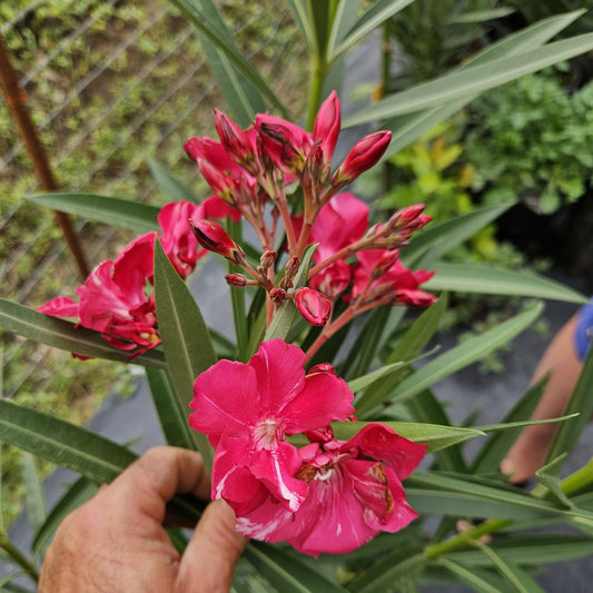 Leandru (Nerium oleander)