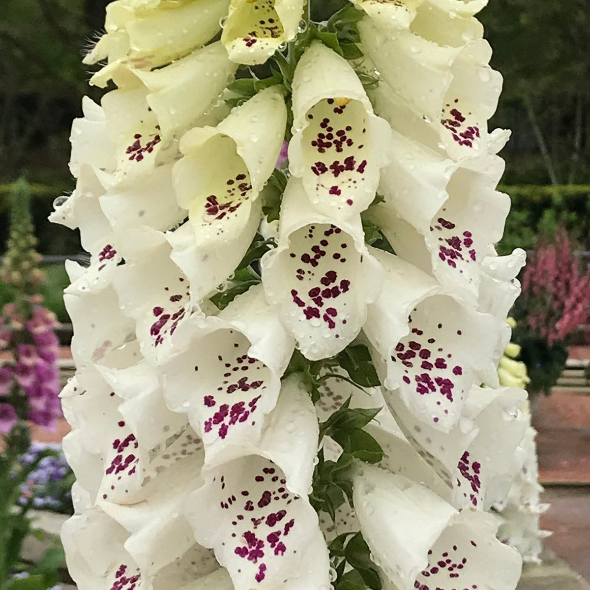 Degetar mix (Digitalis purpurea)