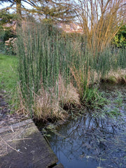 Pipirig (Equisetum hyemale)